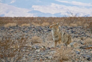 Alert coyote scouting desert valley floor  in Death Valley National Park