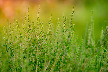Ambrosia bushes. Ambrosia artemisiifolia causes allergies in summer and autumn. dangerous weed. Its pollen causes severe mouth  flowering Ragweed space for text.