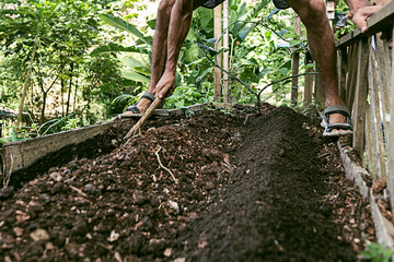 Fototapeta premium Man working very carefully with plants and vegetables in the garden