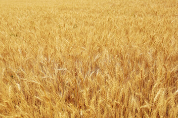 Beautiful agricultural field with ripe wheat crop