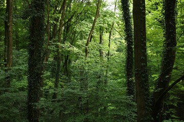 Picturesque view of forest on summer day