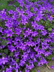 Beautiful bellflowers growing in garden, closeup view