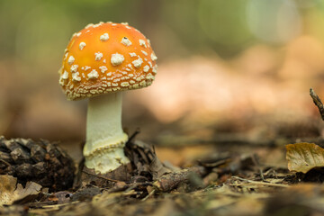 Poisonous, inedible mushrooms in the autumn forest.
