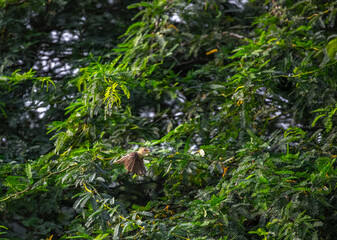A weaver bird flying against a tree
