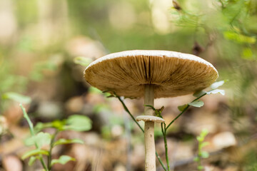 Poisonous, inedible mushrooms in the autumn forest.