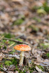 Poisonous, inedible mushrooms in the autumn forest.