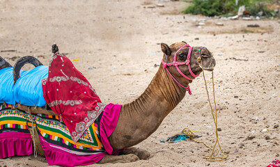 A camel sitting on ground with a colorful dress