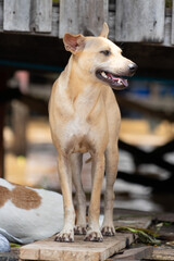 Bangkok / Thailand - September 4 2022: