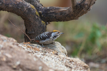 Brown-fronted woodpecker (Dendrocoptes auriceps) at Pangot, Uttarakhand, India