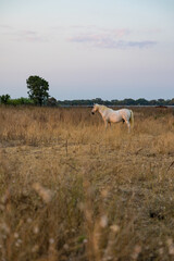 Cheval blanc de Camargue dans un enclos du petit marais de Candillargues au coucher du soleil