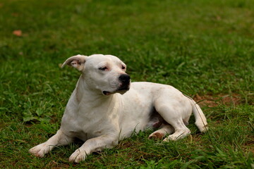 Park çimleri üzerinde etrafı izleyen pitbull cinsi bir köpek