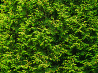 Fototapeta na wymiar Thuja greenery with green and brown buds, as a background