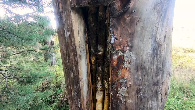 Close-up of a beehive in a tree trunk: bees, honeycombs. Organic craft wild honey 