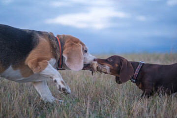 beagle and dachshund dogs play on a walk on a summer evening