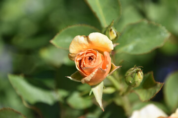 Peach Rose Bud Flowering in a Rose Garden