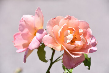 Naklejka na ściany i meble Beautiful Flowering Pink Rose Blossoms on a Bush