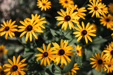Fototapeta na wymiar Yellow rudbeckia flowers in landscape design. Rudbeckia with yellow flowers blooms in the garden in summer. Bright floral background with yellow flowers. Selective focus.