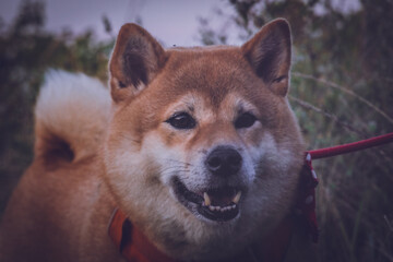 Beautiful portrait of a shiba inu dog with a red bow tie with a vintage tilf shift lens