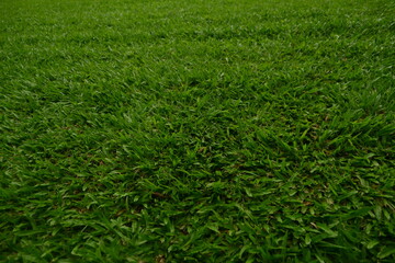 Fototapeta premium green grass background