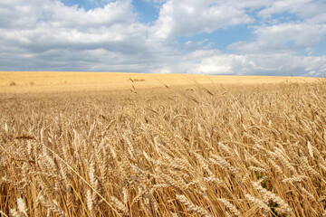 Naklejka premium Yellow grain ready for harvest growing in a farm field. Beautiful rural landscape wheat field.
