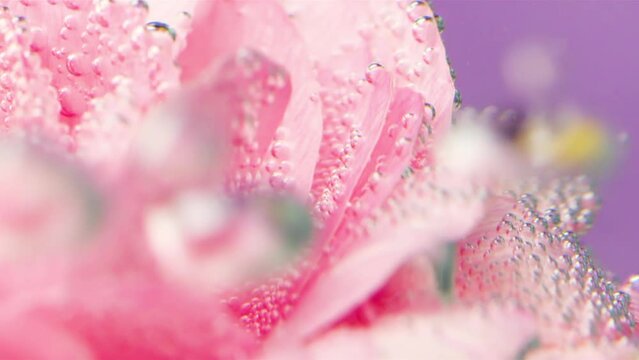 A delicate pink flower under water with bubbles. Stock footage.Bright bubbling bubbles with a flower placed in water with huge delicate petals.