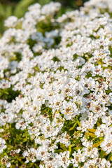 Evergreen candytuft (iberis sempervirens) flowers in bloom