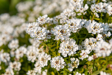 Evergreen candytuft (iberis sempervirens) flowers in bloom