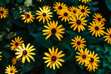 Yellow rudbeckia flowers in landscape design. Bright floral background with yellow flowers. Rudbeckia with yellow flowers blooms in the garden in summer. Selective focus. 