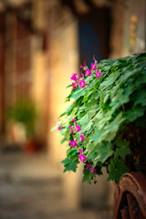 Fototapeta na wymiar Uliczka starego miasta w Bułgarii. Kompozycje z różowymi kwiatami.