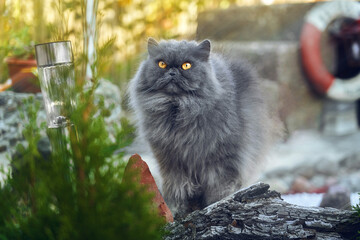 Gray fluffy Persian cat on the background of a life buoy