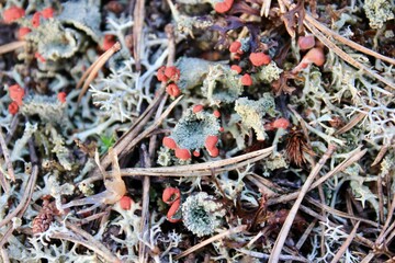 Scharlach-Becherflechte an der Höga Kusten in Schweden