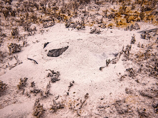 Southern stingray (Hypanus americanus) buried in the sand in the Exuma Cays, Bahamas