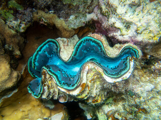 Fabulously beautiful view of the coral reef and its inhabitants in the Red Sea, Hurghada, Egypt