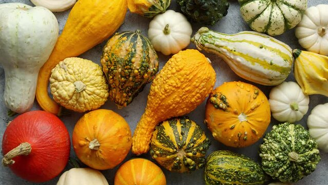 Colorful mini pumpkins on white background. Fall background. Halloween or Thanksgiving celebration
