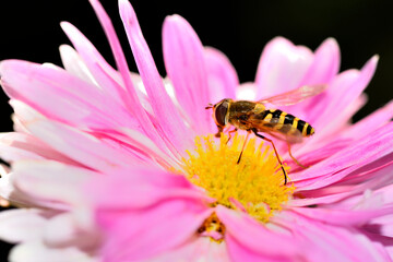 Bee on pink flower