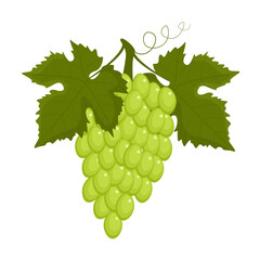 Fototapeta premium White grape isolated on white background in flat style.