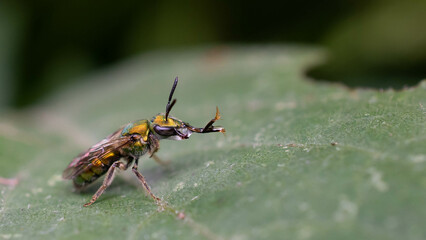 Pure gold and green sweat bee concentrating nectar 