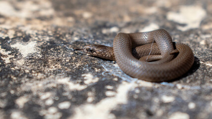 Smooth earthsnake 