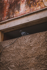 Pigeon resting in building site