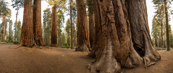 Panorama of the Base of Sequoias in Grove