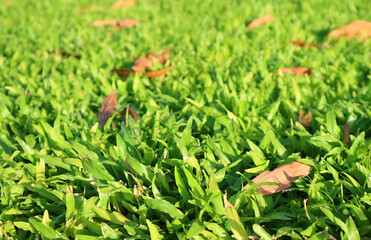 Closeup of vibrant green grass field with fallen leaves in the sunlight
