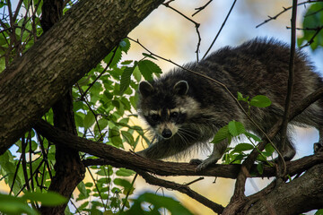 Racoon in a tree