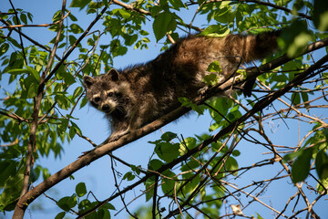 Racoon in a tree