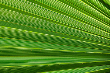 Struktura i desenie liści palmowych są niezwykle regularne