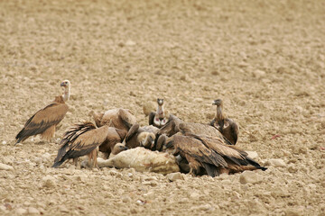 Fototapeta premium Group of vultures eating a sheep