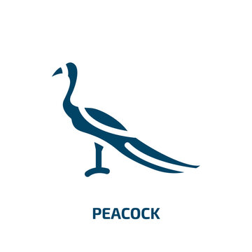 peacock vector icon. peacock, bird, nature filled icons from flat birds concept. Isolated black glyph icon, vector illustration symbol element for web design and mobile apps