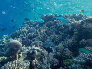 Fabulously beautiful view of the coral reef and its inhabitants in the Red Sea, Hurghada, Egypt