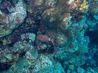 Fabulously beautiful view of the coral reef and its inhabitants in the Red Sea, Hurghada, Egypt