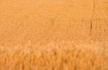 Wide view of a yellow wheat field