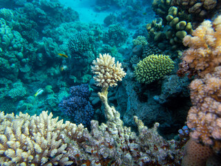 Naklejka na ściany i meble Fabulously beautiful view of the coral reef and its inhabitants in the Red Sea, Hurghada, Egypt